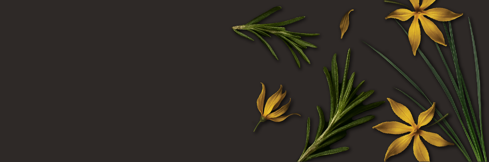 banner image pdp